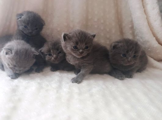 scottish fold yavruları