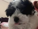 2 aylık maltese terrier 