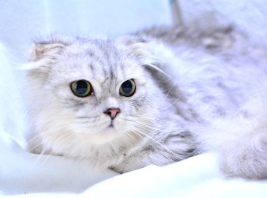 6 Aylık Erkek Silver Scottish Fold Longhair