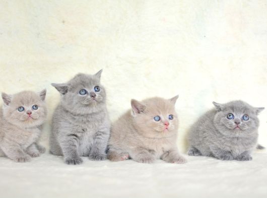 .Muhteşem Kalitede British Shorthair Yavrularımız