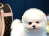 Çocuklarla İyi Anlaşabilen Irk Pomeranian Boo