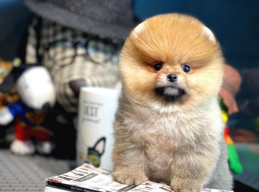 Mini Boy Pomeranian Boo Yavrularımız