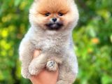 Yavru Patiler Güvencesi ile Yeni Gelen Tedybear Pomeranian 