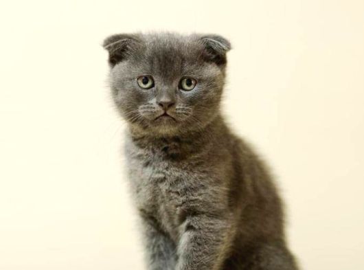 iki aylık kedi scottish gri
