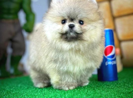 Yavru Patiler Güvencesiyle Pomeranian Yavrular