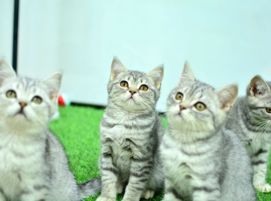 Silver Ns24 British Shorthair Yavrularmız