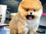 Irk ve sağlık garantili belgeli pasaportlu Pomeranian boo yavrularımız