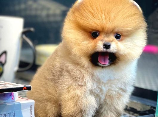 Irk ve sağlık garantili belgeli pasaportlu Pomeranian boo yavrularımız
