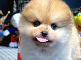 Ender göz rengine sahip “mavi” mini boy ayıcık surat Pomeranian boo yavrumuz