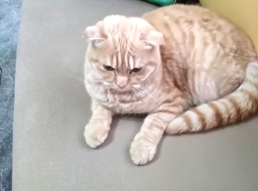 Scotish fold Garfield cinsi erkek 1 buçuk yaşında