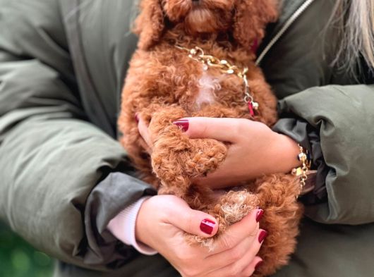 Toy poodle Red Brown