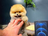 Gülen surat mini boy fizik yapısına sahip Pomeranian boo yavrumuz 