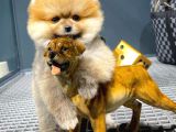 Teacup ebat yapısına sahip orjinal renk Pomeranian boo yavrularımız 