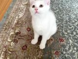 3 aylik  yavru disi beyaz bristish kedi