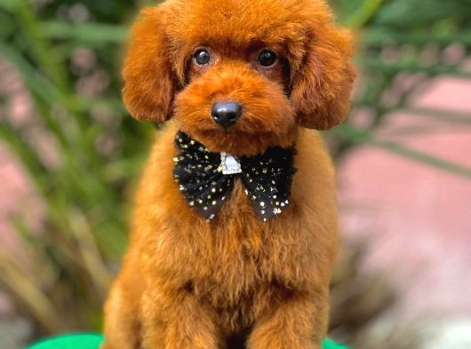 Red Brown mini poodle 