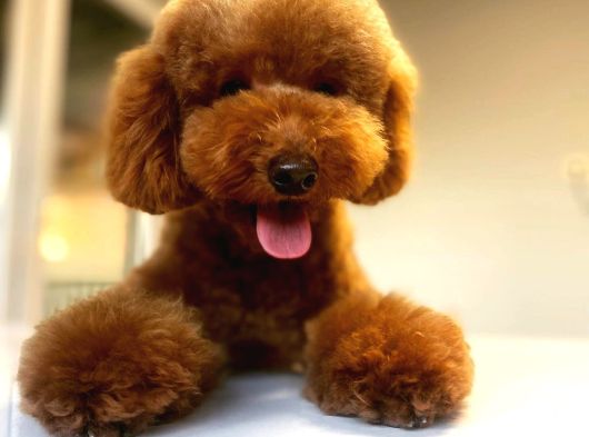 Toy poodle 