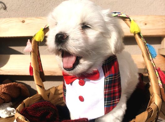 Sahibinden Saf Kan Orjinal Maltese Terrier