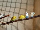 Ele atıştırmalık renk renk yavru muhabbet kuşları bulunur 