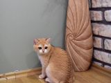 British Shorthair Full Şecereli Golden Show ve üretim kedileri