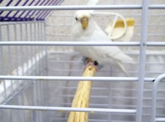 Dişi 1,5 Yaşında Albino Muhabbet Kuşu