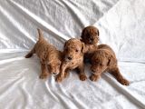 Toy Poodle Red  