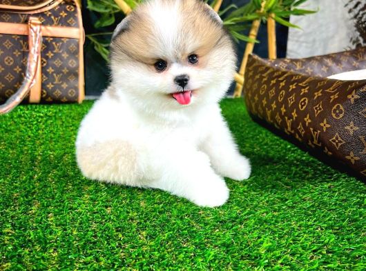 Irk Ve Sağlık Garantili Pomeranian Boo Yavrularımız