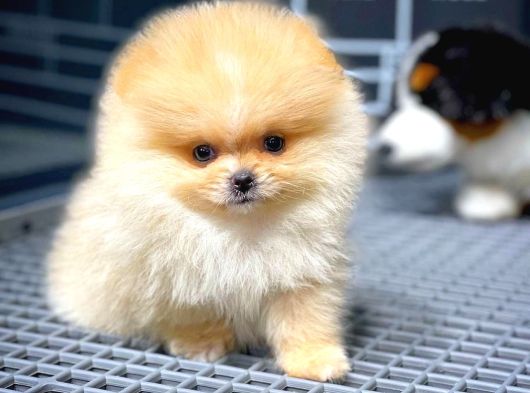 Ayı Surat Pomeranian Boo Yavrularımız