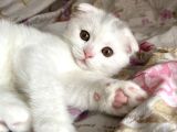 Beyaz scotish fold yavru kedi