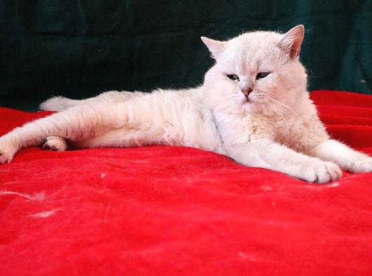 Yetişkin silver british erkek kedi 