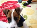 jack russell terrier 4 aylık 