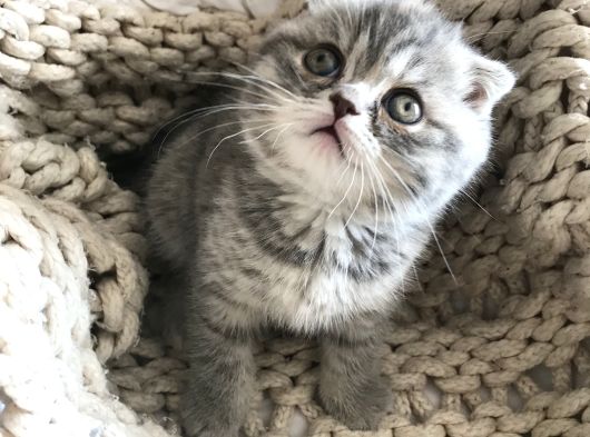 1.5 Aylık Dişi Scottish Fold Bebeğim 