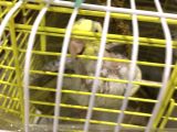 2 aylık sultan papağanı yavruları