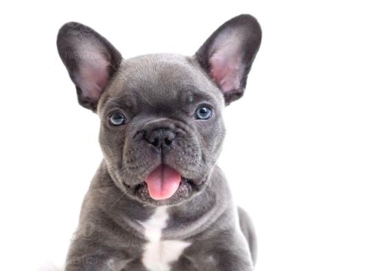 Fransızbulldog blue gri mavi gözlü füme safkan orjinal