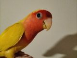 Ele alışık sevda papağanı