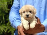 Maltese Terrier Dişi Ve Erkek Yavrularımız