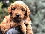 Red Brown toy poodle