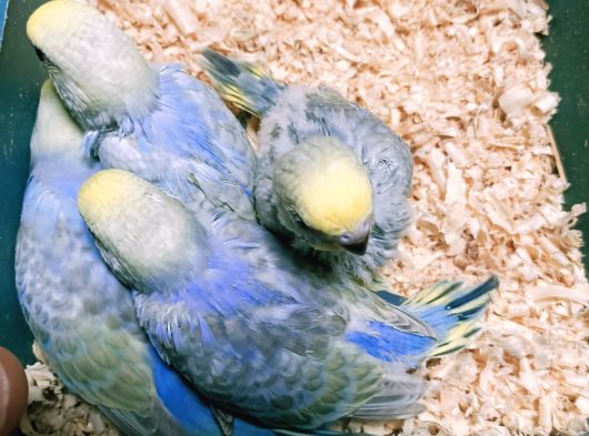 Muhabbet kuşu dünyasından rengarenk kuşlar