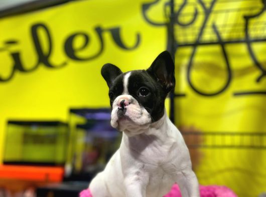 Sıfır Kafa Sıfır Burun Çok Güzel Anatomide Fransız Bulldog