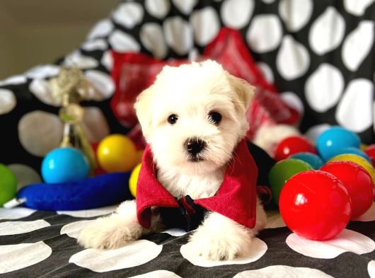 Sevimli Oğlumuz Maltese Terrier