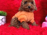 Toy poodle redbrown boyut ve renk garantili orjinal safkan