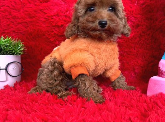 Toy Poodle Redbrown Boyut Ve Renk Garantili Orjinal Safkan