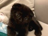 Siyah Scottish Fold Yavru Kedi