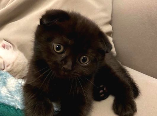Siyah Scottish Fold Yavru Kedi