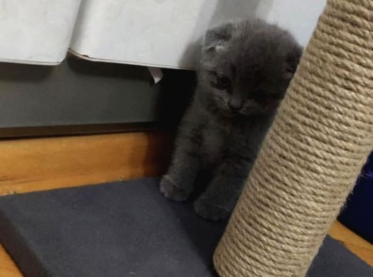 3 Aylık Dişi Scottish Fold 