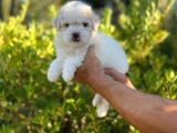 Anne Altından Oğlumuz Maltese Terrier