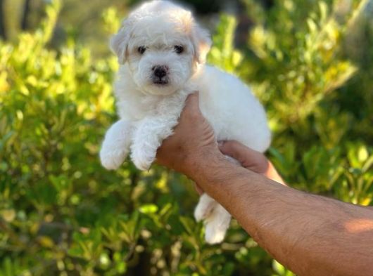 Anne Altından Oğlumuz Maltese Terrier