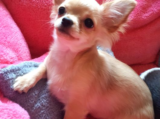 Safkan Küçük Irk Chihuahua