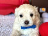 Minik Maltese Terrier Yavrularımız