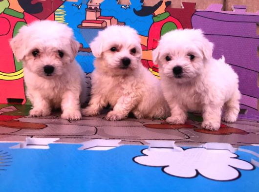 Tatlımsı Minik Maltese Terrier Yavrularımız