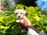 Irk Ve Saglık Garantili Maltese Terrier